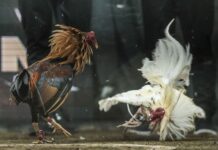 Cách chọn gà đá giúp chiến cược không bao giờ thua cuộc Cách chọn gà đá qua việc đánh giá hình thể