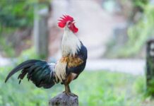 Hướng dẫn cách chọn gà đá nhanh chóng giành được chiến thắng Ngoại hình của gà đá quyết định không nhỏ đến thành công trong trận chiến